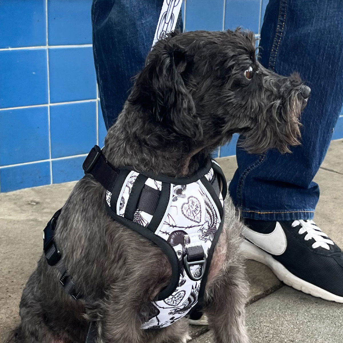 Party Animal x Tim Hendricks Dog Harness - Black/White image 3